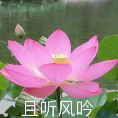 三国志威力无双手游测试版下载