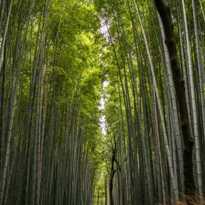 聊斋ol官方版下载